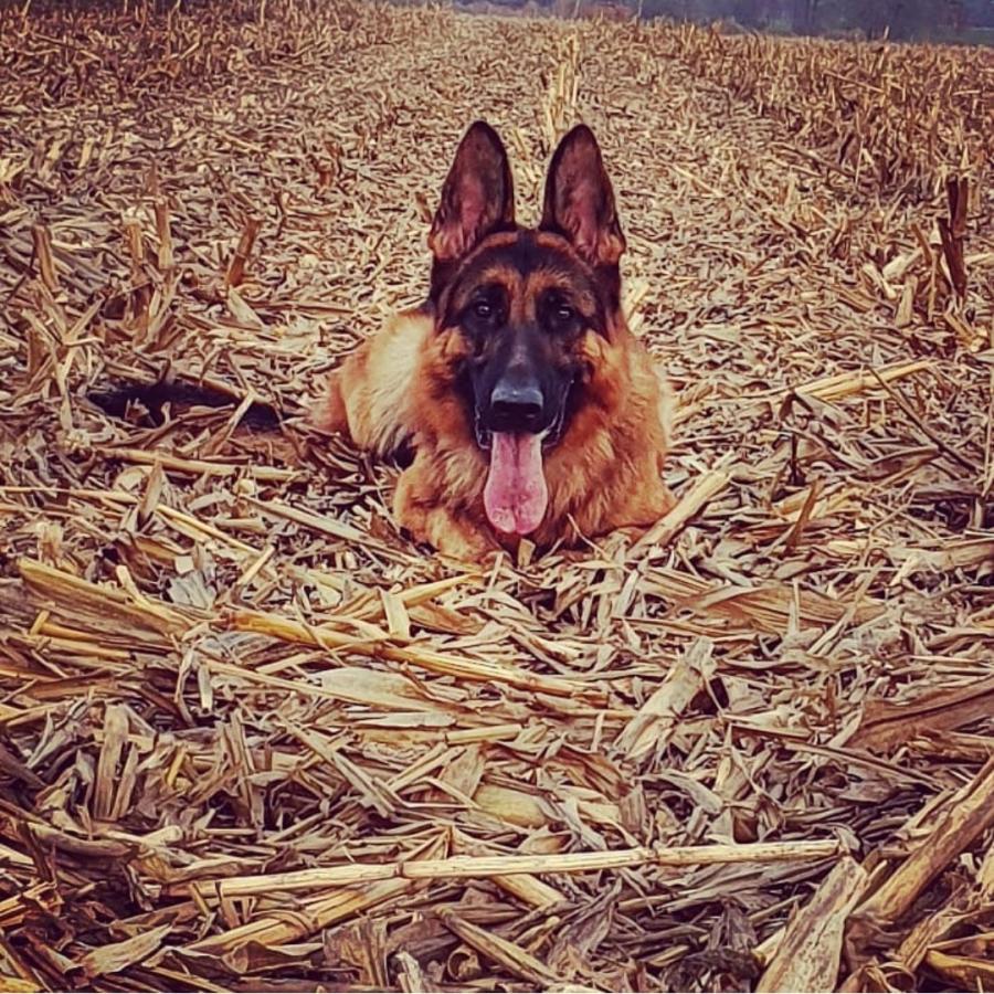 Ares