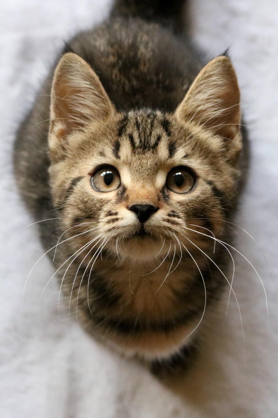 Patka