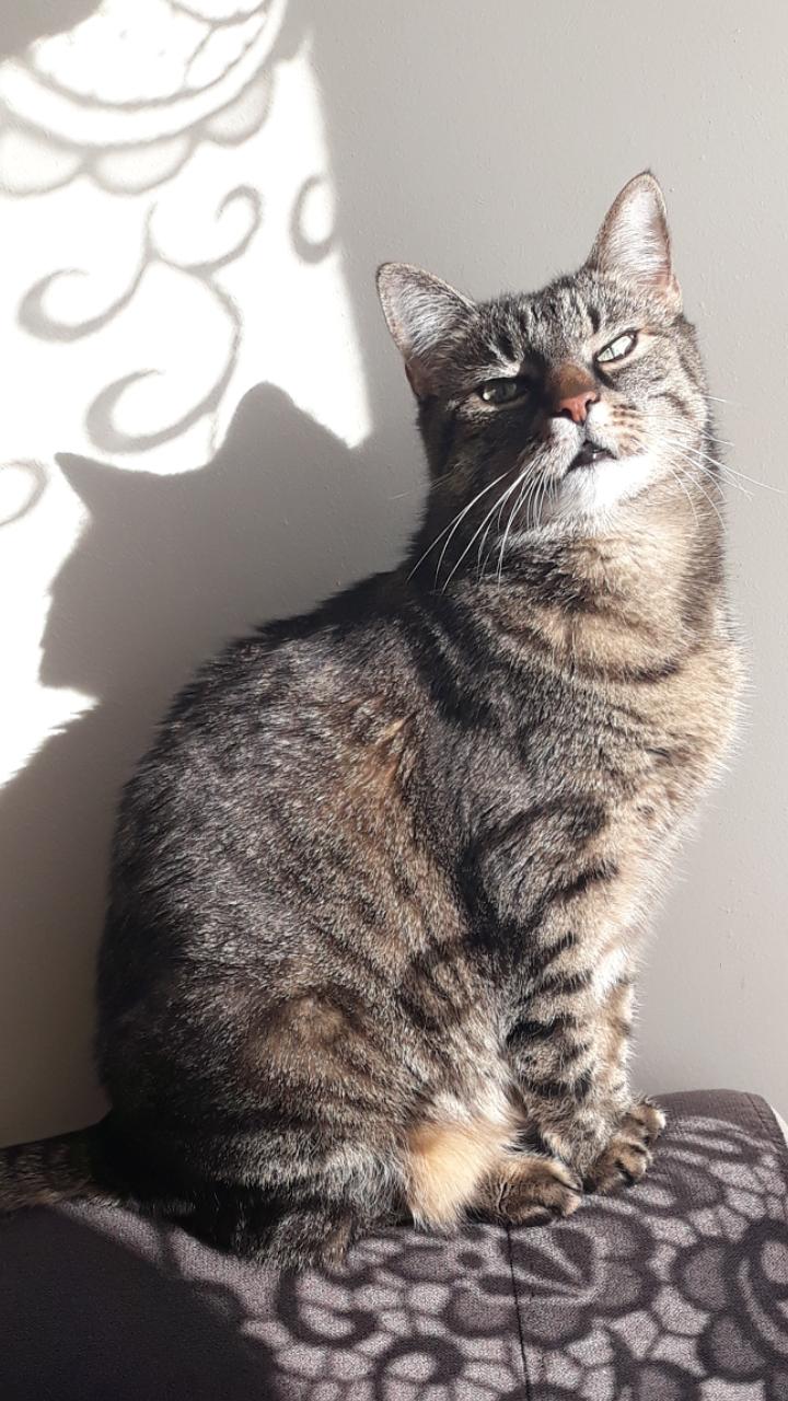 Kitka 