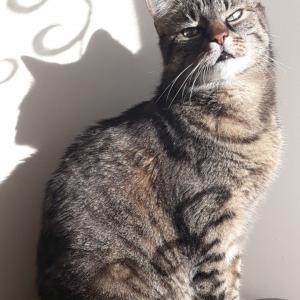 Kitka 