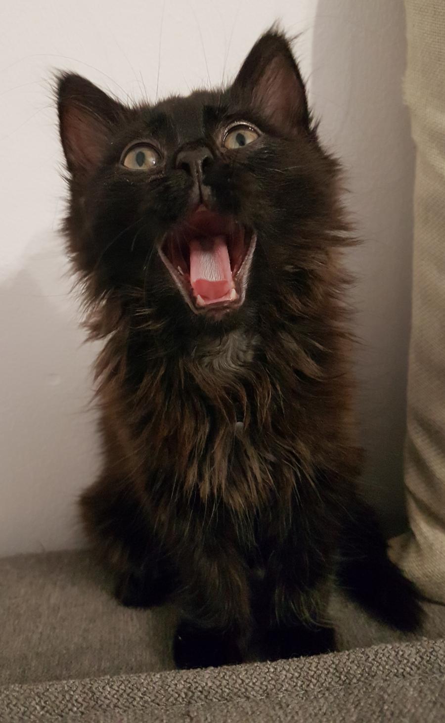 Kofi
