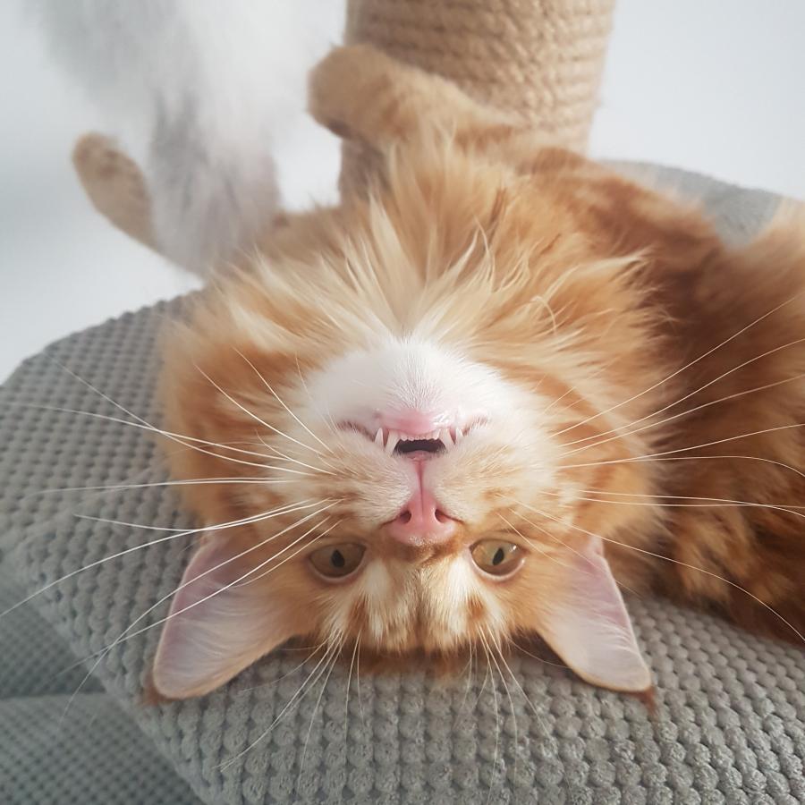 Tigra