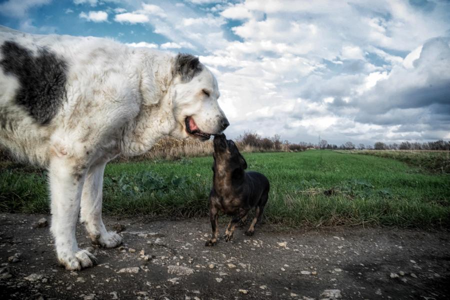 Dżu