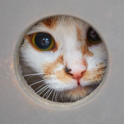 Kora