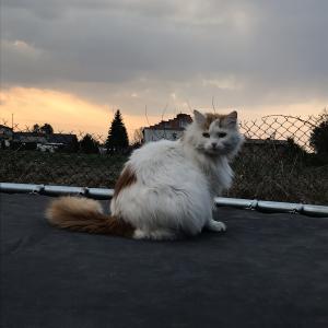 Lejla