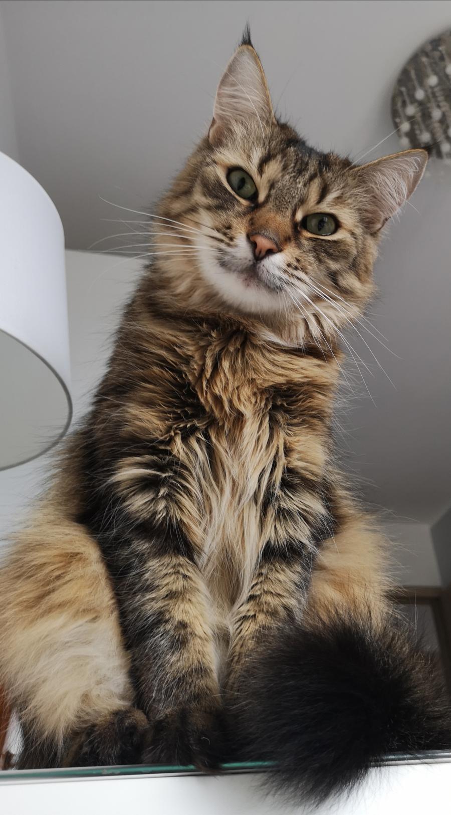 Boguś