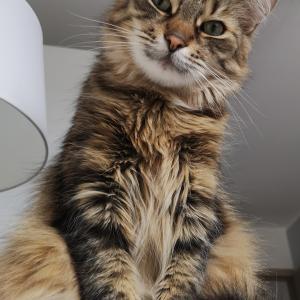 Boguś