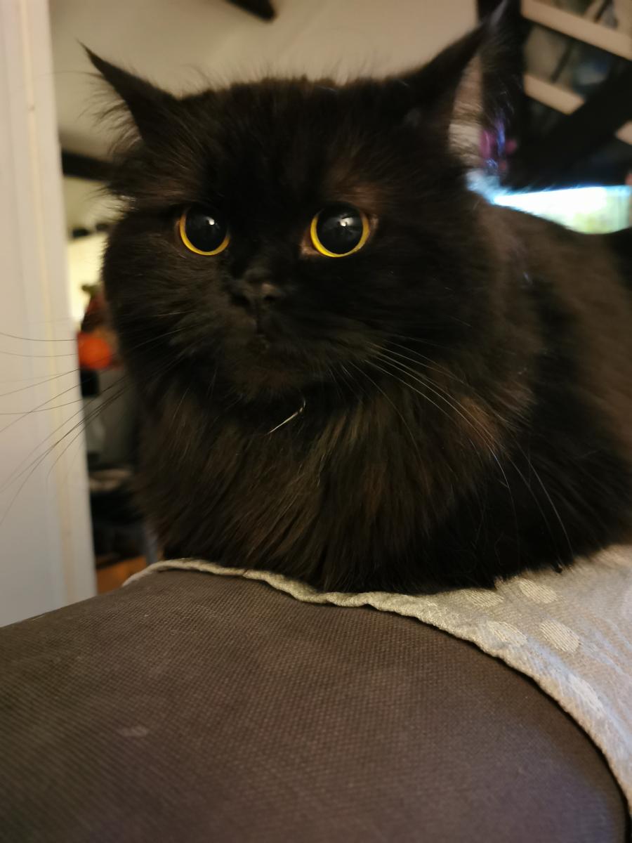 Fifi