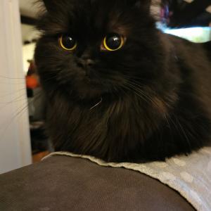 Fifi