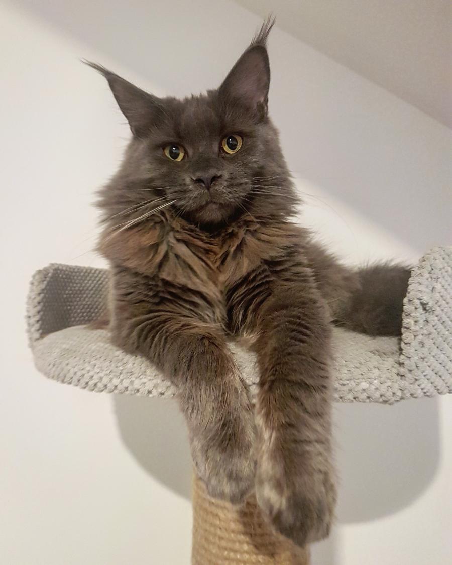 Rambo