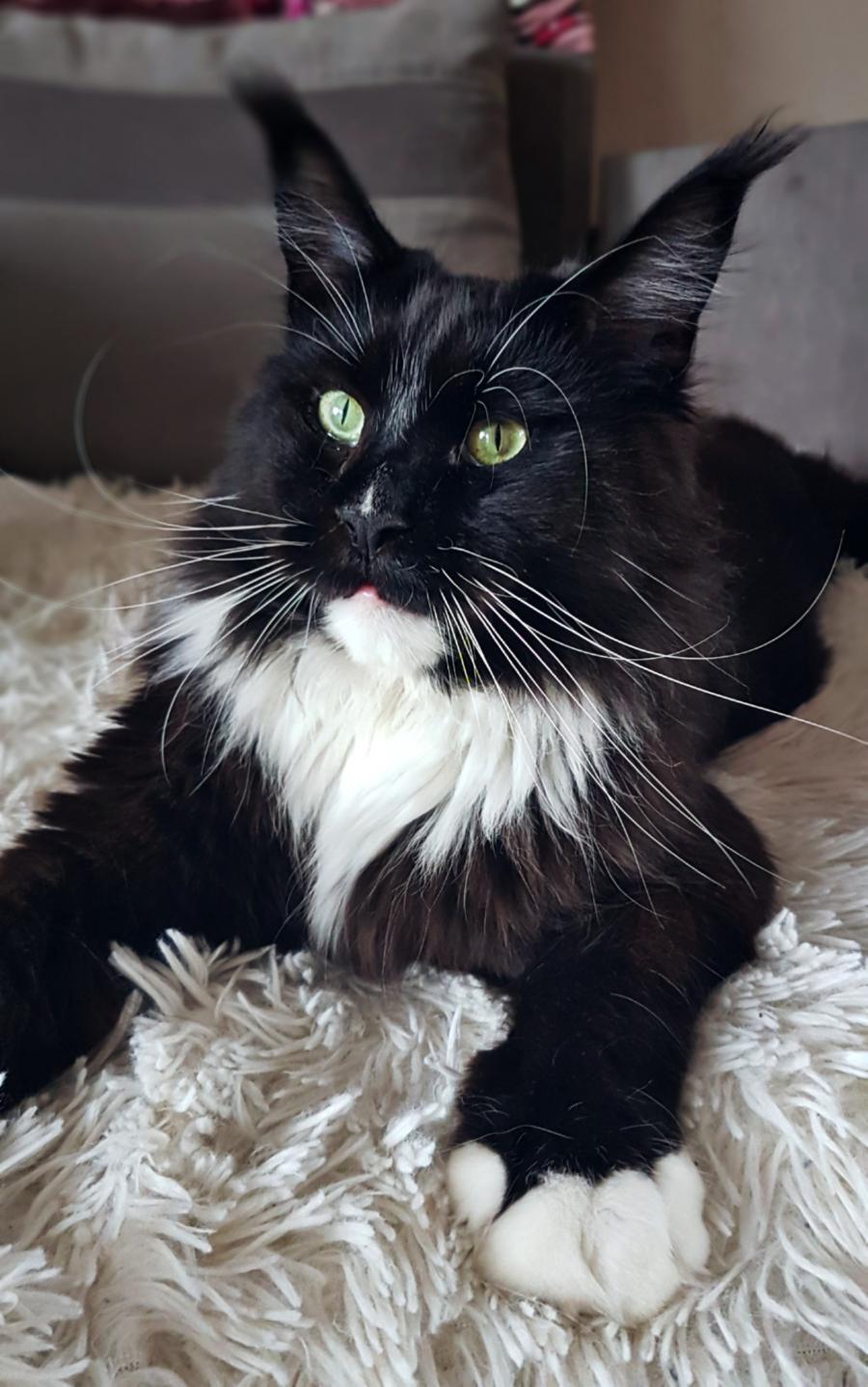 Felix