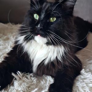 Felix