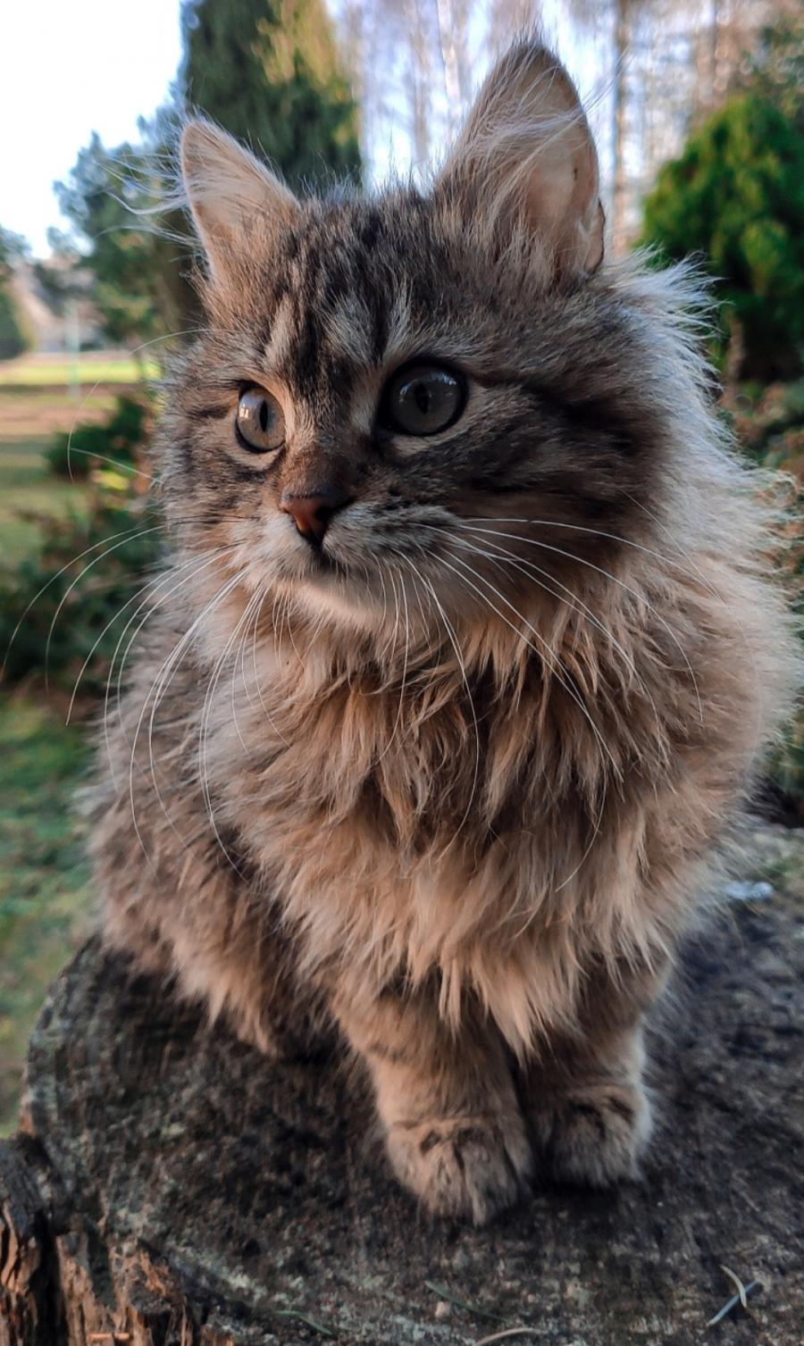 Mika