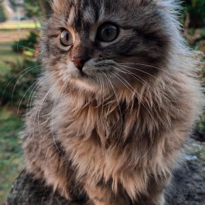 Mika