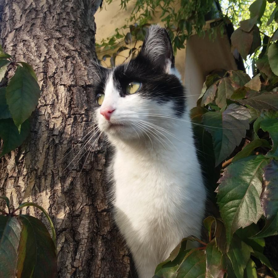 Kitka