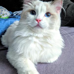 Fibi
