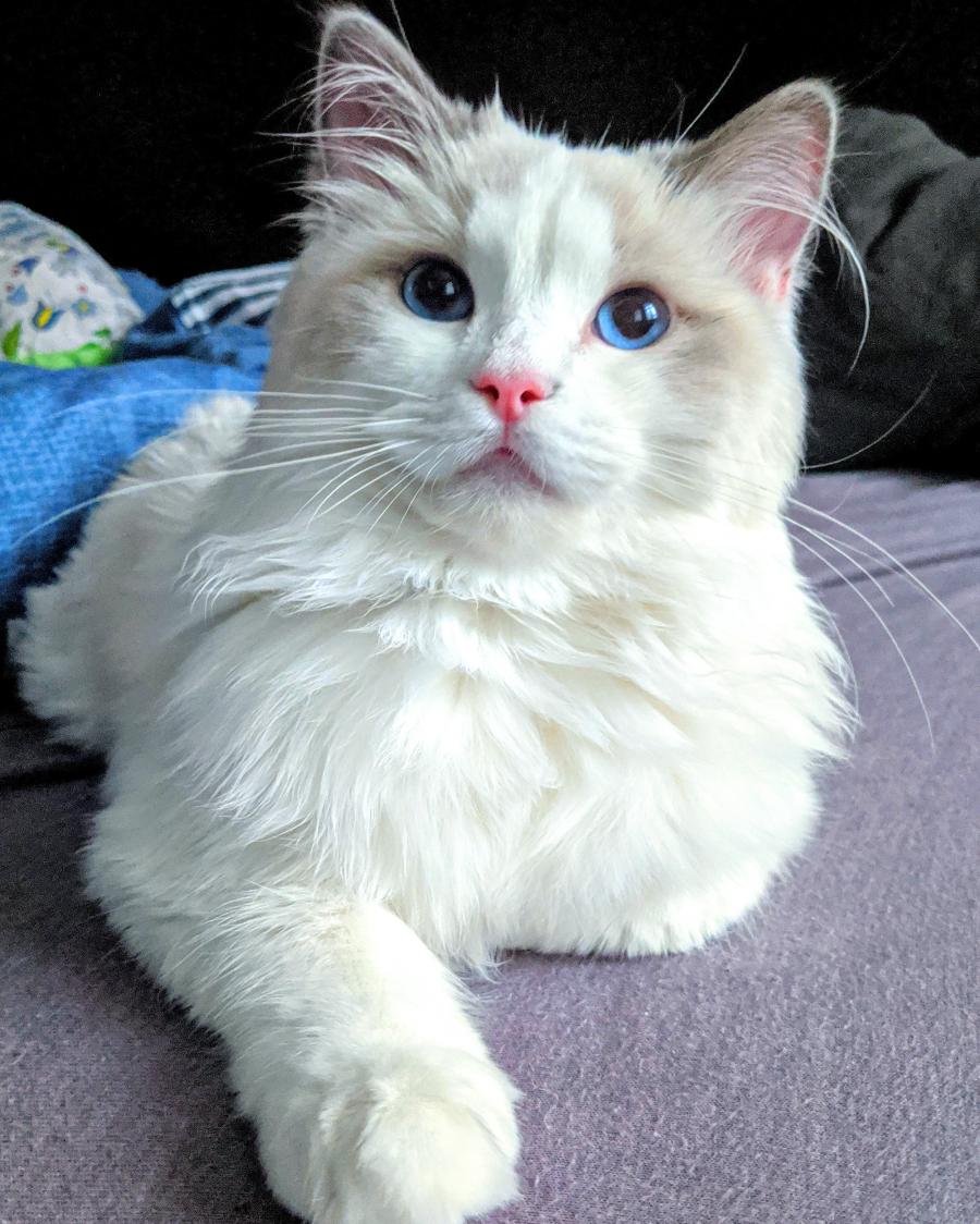 Fibi