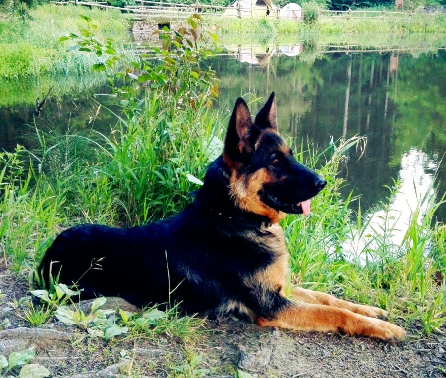 Roxa 