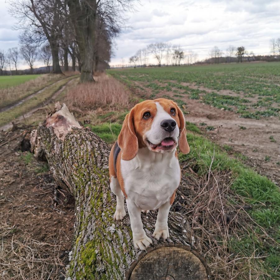 Bruno