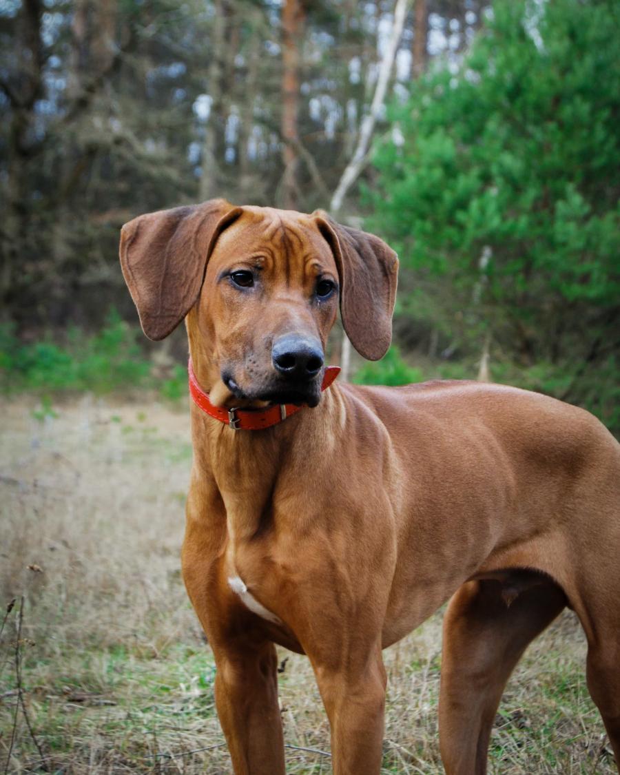 Canis