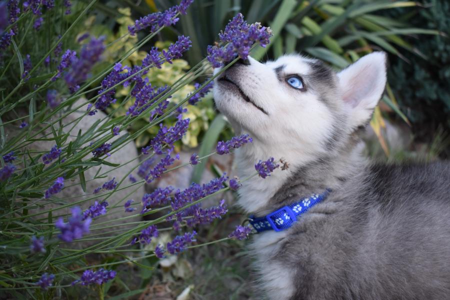 Inari