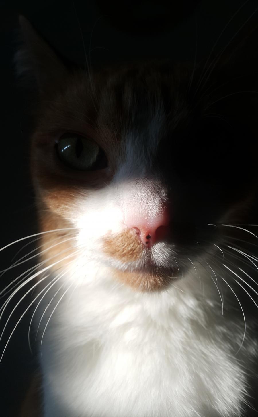 Złota