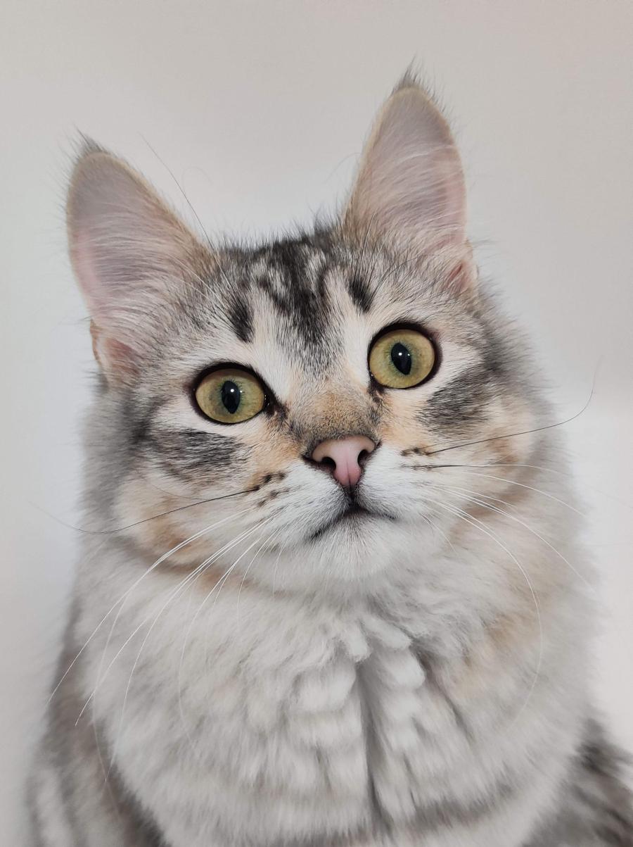 Arya