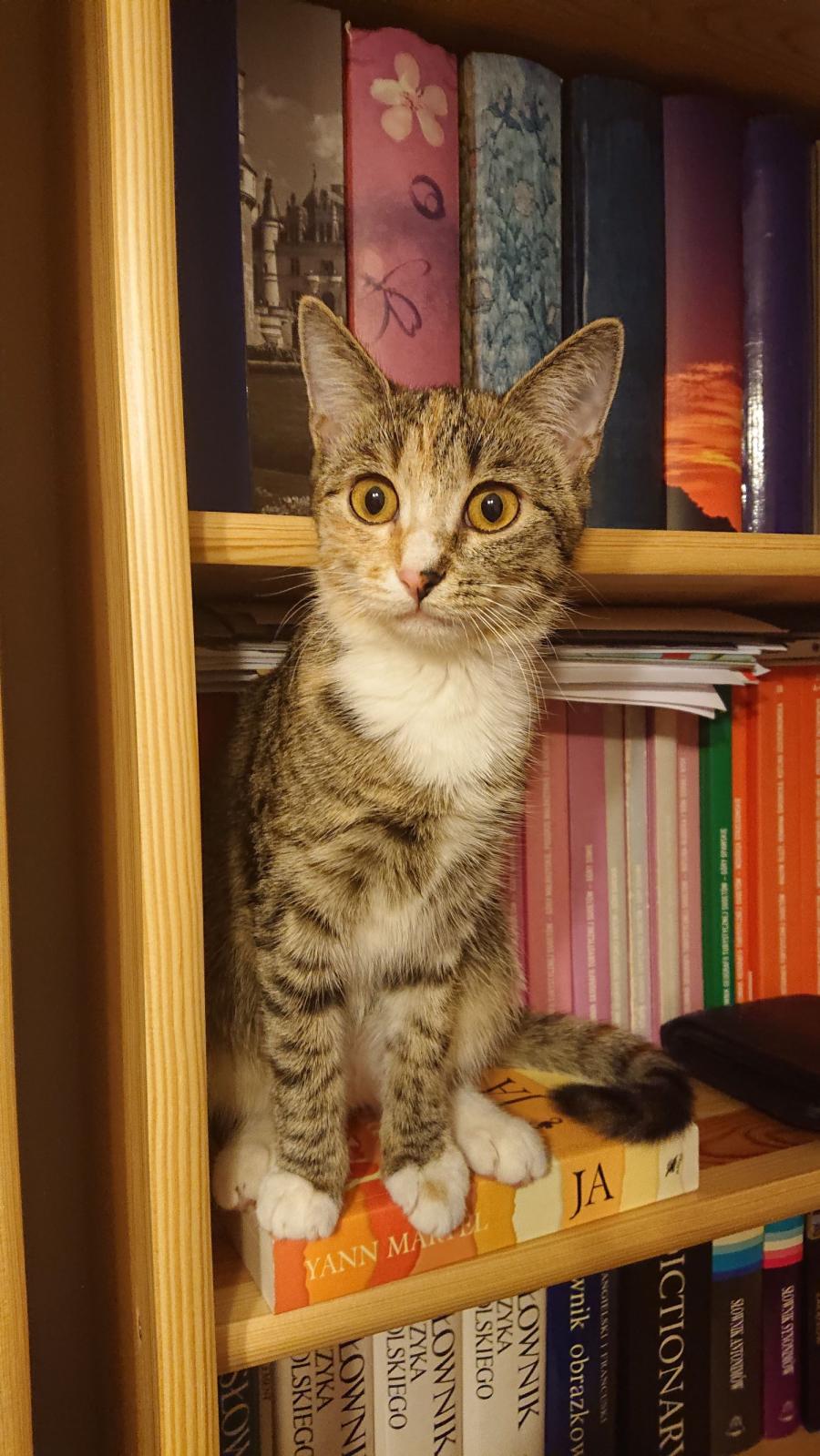 Lusia