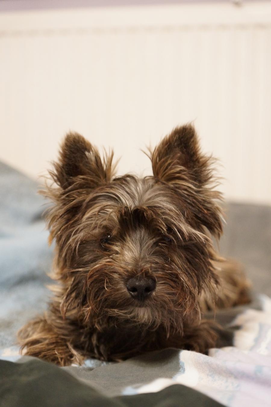 Pixel