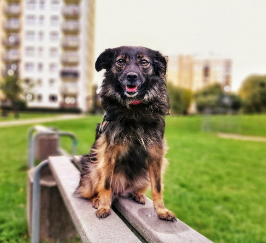 Blackie
