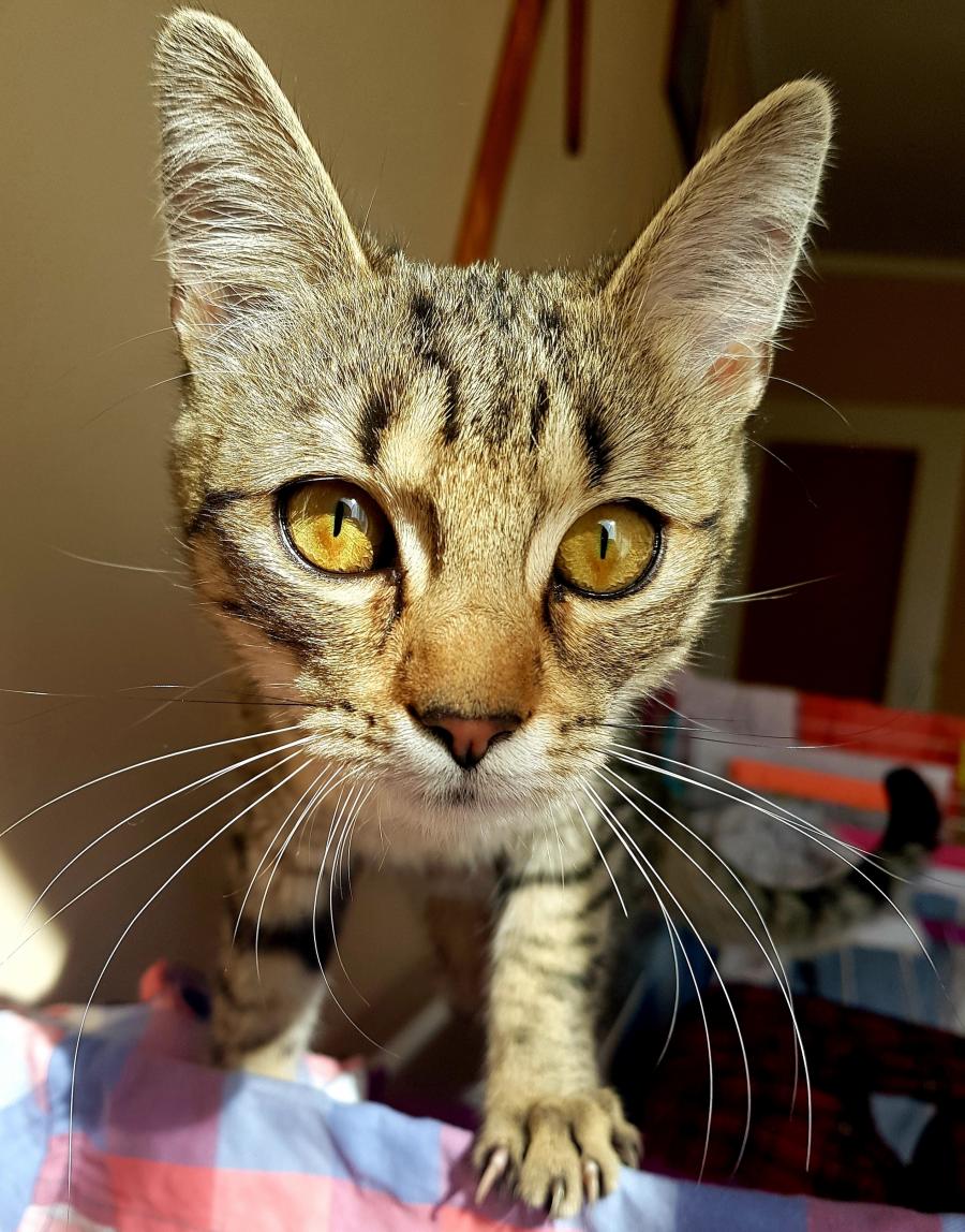 Misia