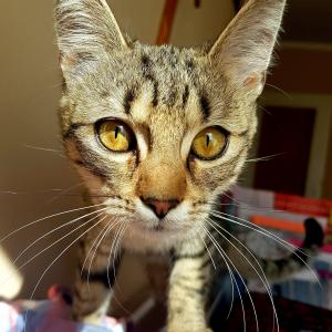 Misia