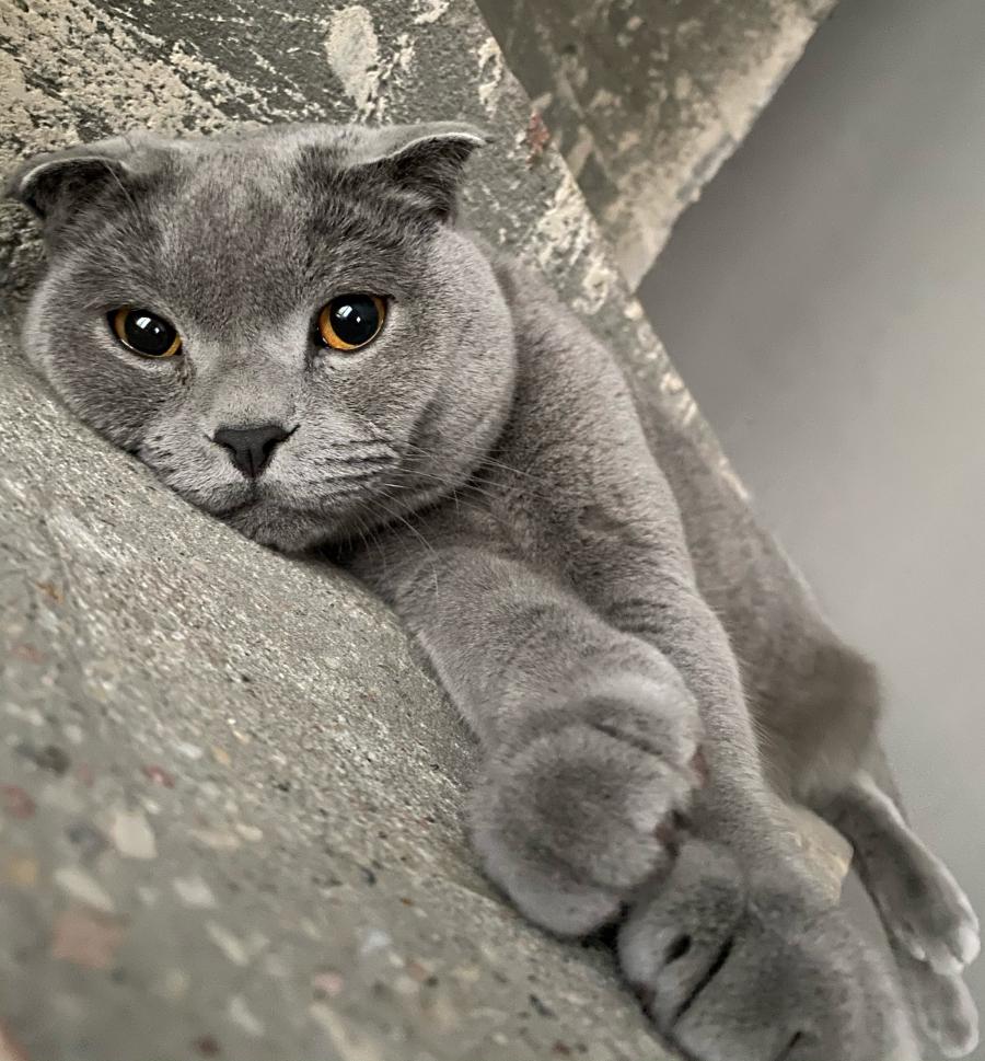 Teoś