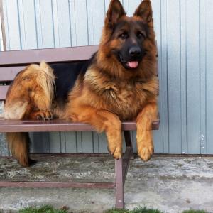 Bruno
