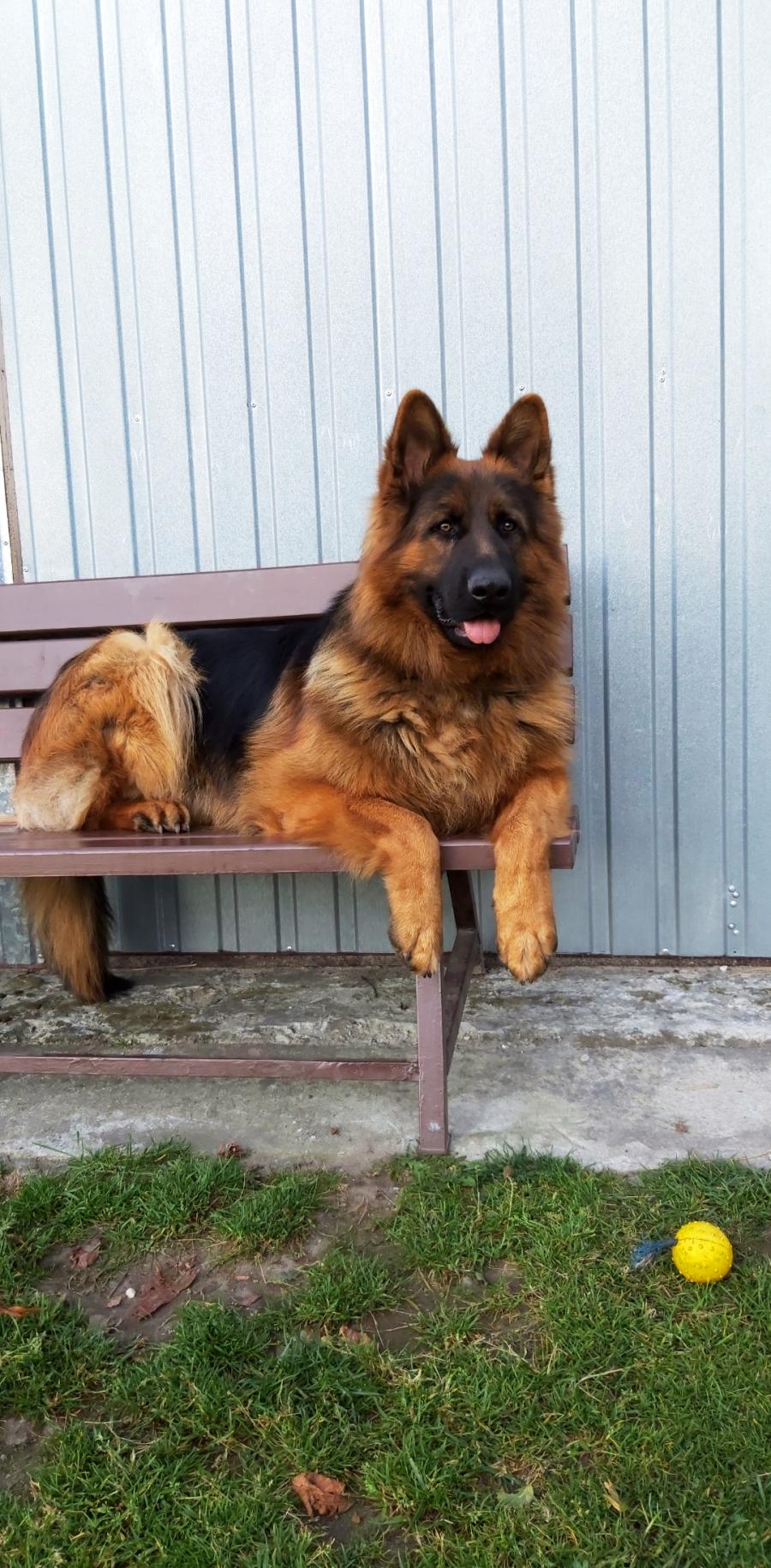 Bruno