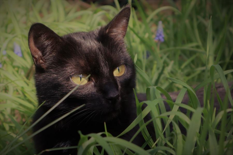 Luna
