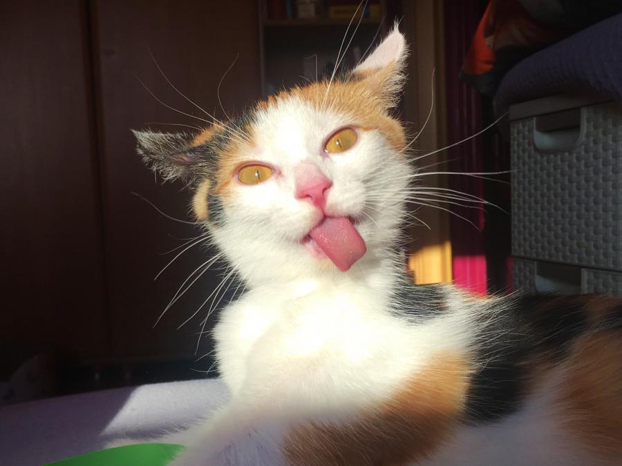 Lusia