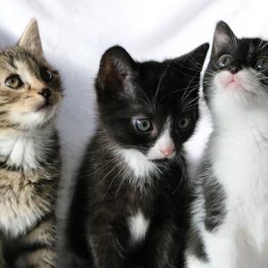 Harry, Ron, Hermiona