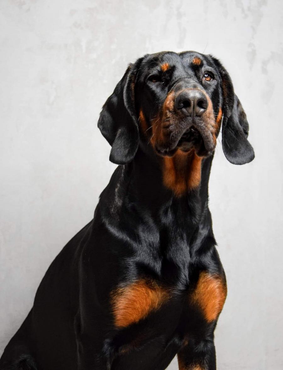 Bruno