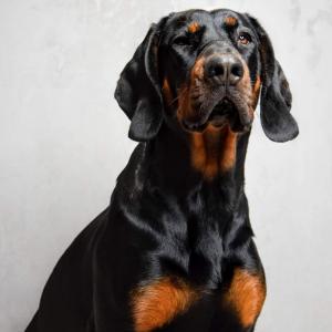 Bruno