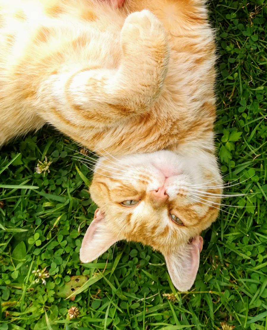 Rutka