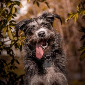 Asta