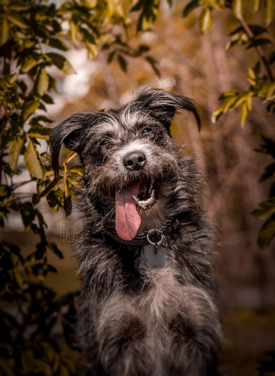 Asta