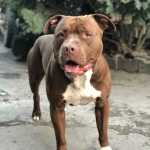 Baron 