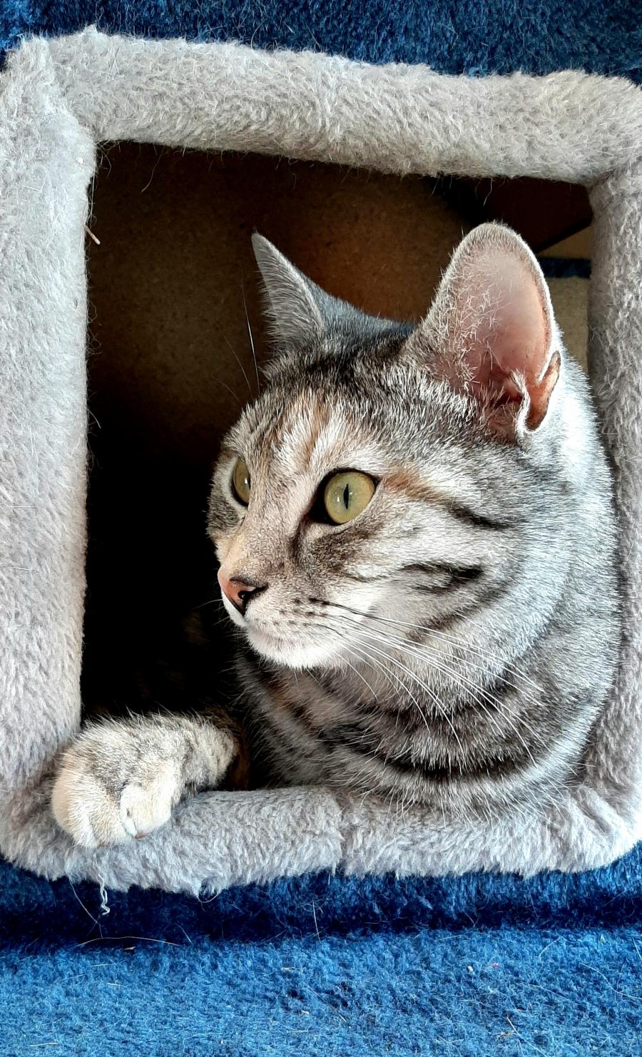 Koko