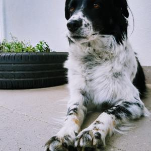 Milka