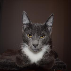 Pimpek