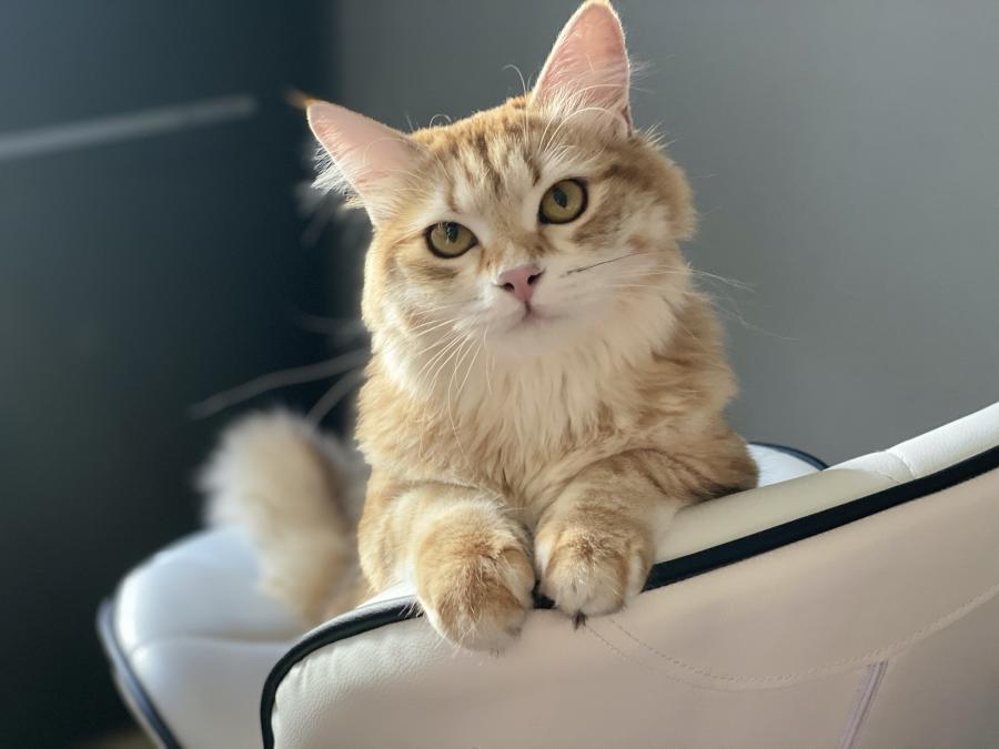 Elza 