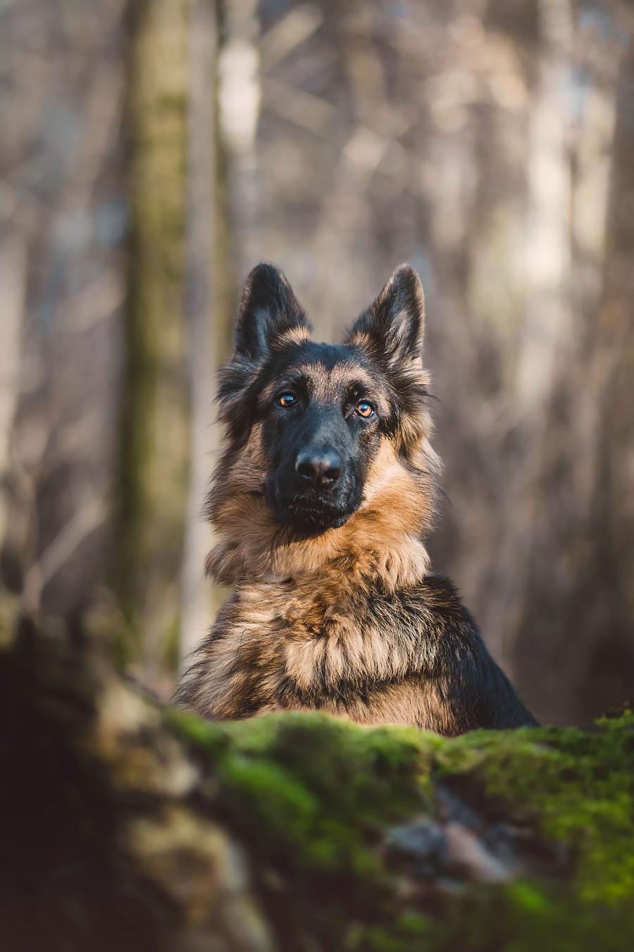 Duma