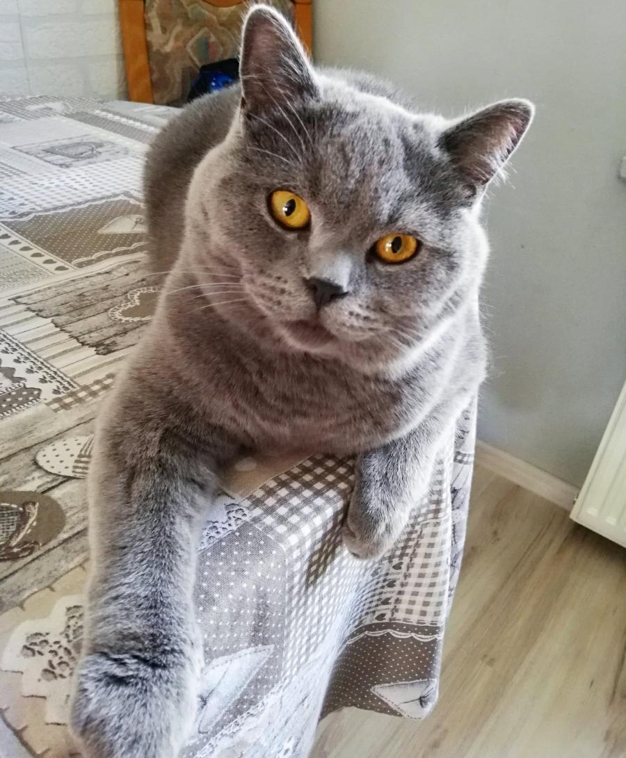 Garfield 